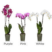 https://images.heb.com/is/image/HEBGrocery/prd-small/floral-premium-orchids-002210198.jpg