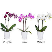 https://images.heb.com/is/image/HEBGrocery/prd-small/floral-table-top-orchid-002114290.jpg